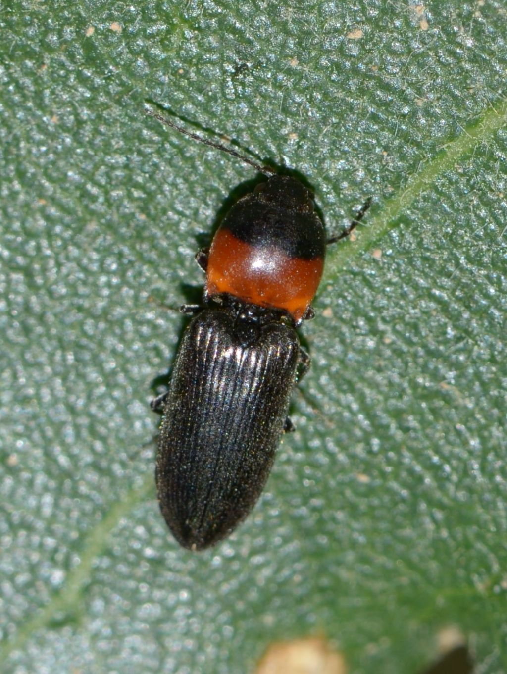 Ampedus sp.? No, Cardiophorus collaris, Elateridae